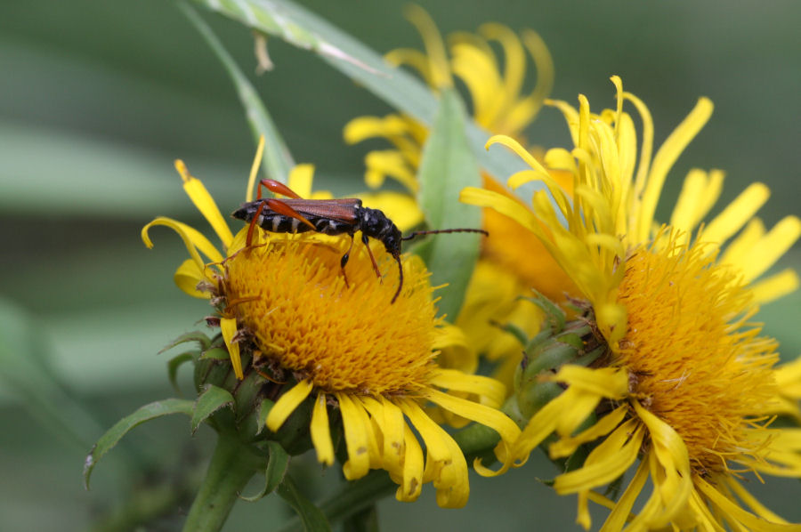 stenopterus rufus